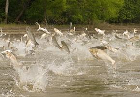 Jumping Asian Carp